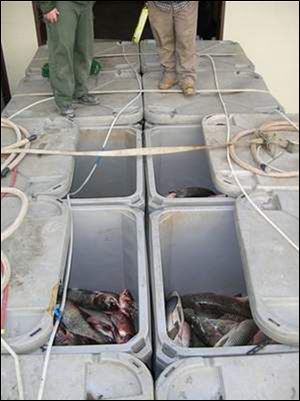 Fresh Asian carp command a premium price in Toronto because of their popularity in Asian cuisine.