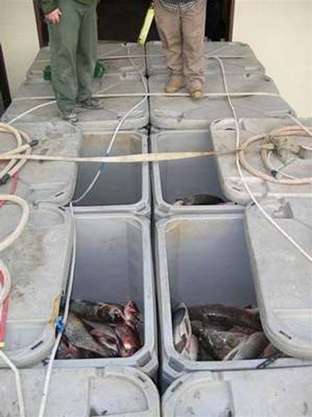 Fresh-Asian-carp-command-a-premium-price-in-Toronto