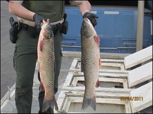 A Canadian conservation officer holds Asian carp seized at the border.