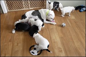 Maddie and her pups have lots of toys at their new home. Donations of puppy food and more are needed.