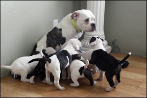 Maddie, the mother bulldog mix, is surrounded by her puppies — the ‘Suitcase Six’ — at her new foster home in Holland. She sports hot-pink toenails these days, thanks to her new foster mom.