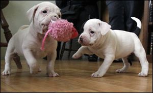 Two of the bulldog mix puppies play with a toy at their foster home. All of the puppies have been given names, but the name of their foster family is being kept confidential.