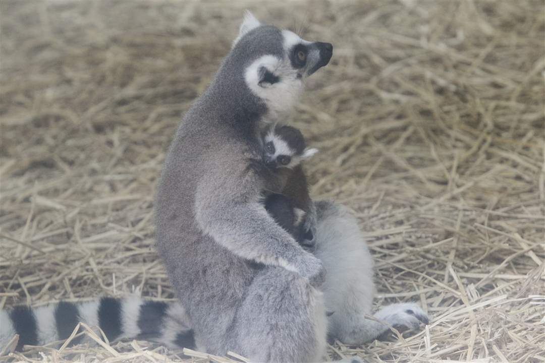 baby-lemur-on-display