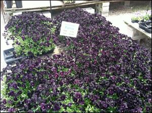 Pansies sit outside at Whiteford Greenhouse, Sylvania Township. They are ideal plants for April, when the weather is fluctuating between warm and cold.