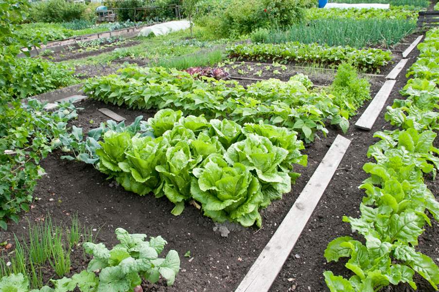 04-20-vegesCMYK-jpg