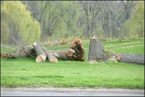 Trees were recently cut down in the southeast corner of Ottawa Park for upcoming sewer construction along Brancroft Street.