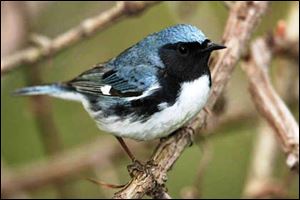 A black-throated blue warbler.