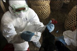 A Balinese government official injects a chicken to cull it as a precautionary measure to prevent the spread of bird flu, at a market in Denpasar, Bali, Indonesia in April.