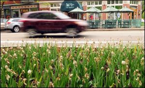 Stems are the only thing left of many of the tulip beds along 8th Street in Holland, Mich.