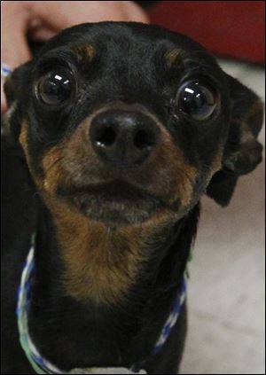 ‘Wheezy,’ male miniature pinscher, 608