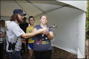 Whitmer High student Alex Gillen releases a newly banded gray catbird with the help of Ken Keffer. Watching is Whitmer student Ciera Whitt.