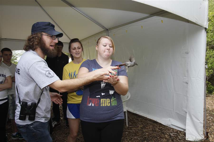 Whitmer-High-student-Alex-Gillen-releases-a-newly-banded-gray-catbird