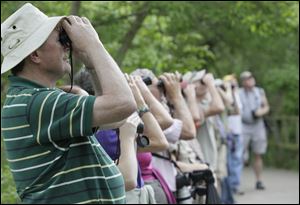 Will Stacer of Livonia, Mich., left, and several other birders  line the Magee Marsh Bird Trail. Enthusiasts from across the country and beyond flock to the area to view the migration of thousands of songbirds.