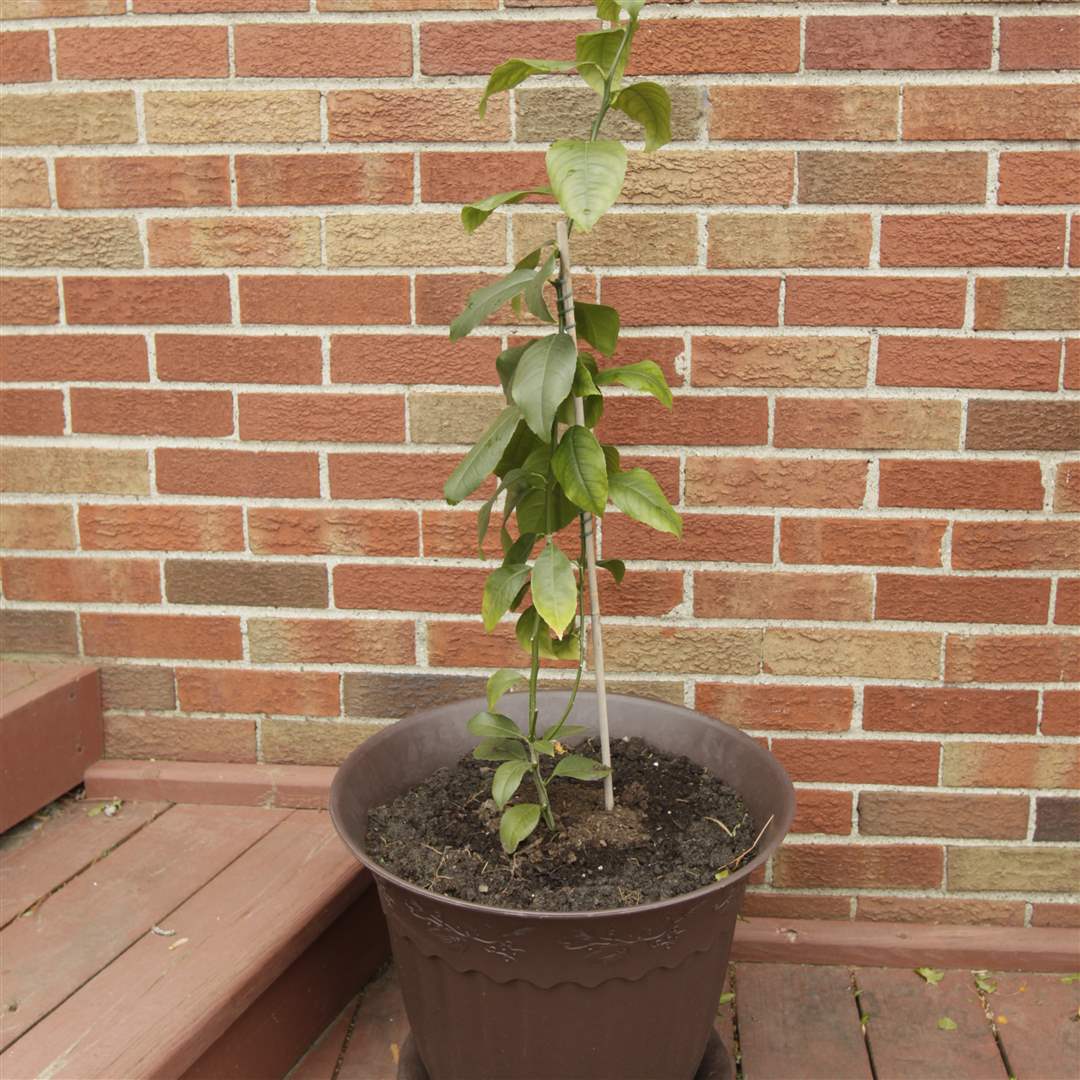 citrus-plant-rivera-garden