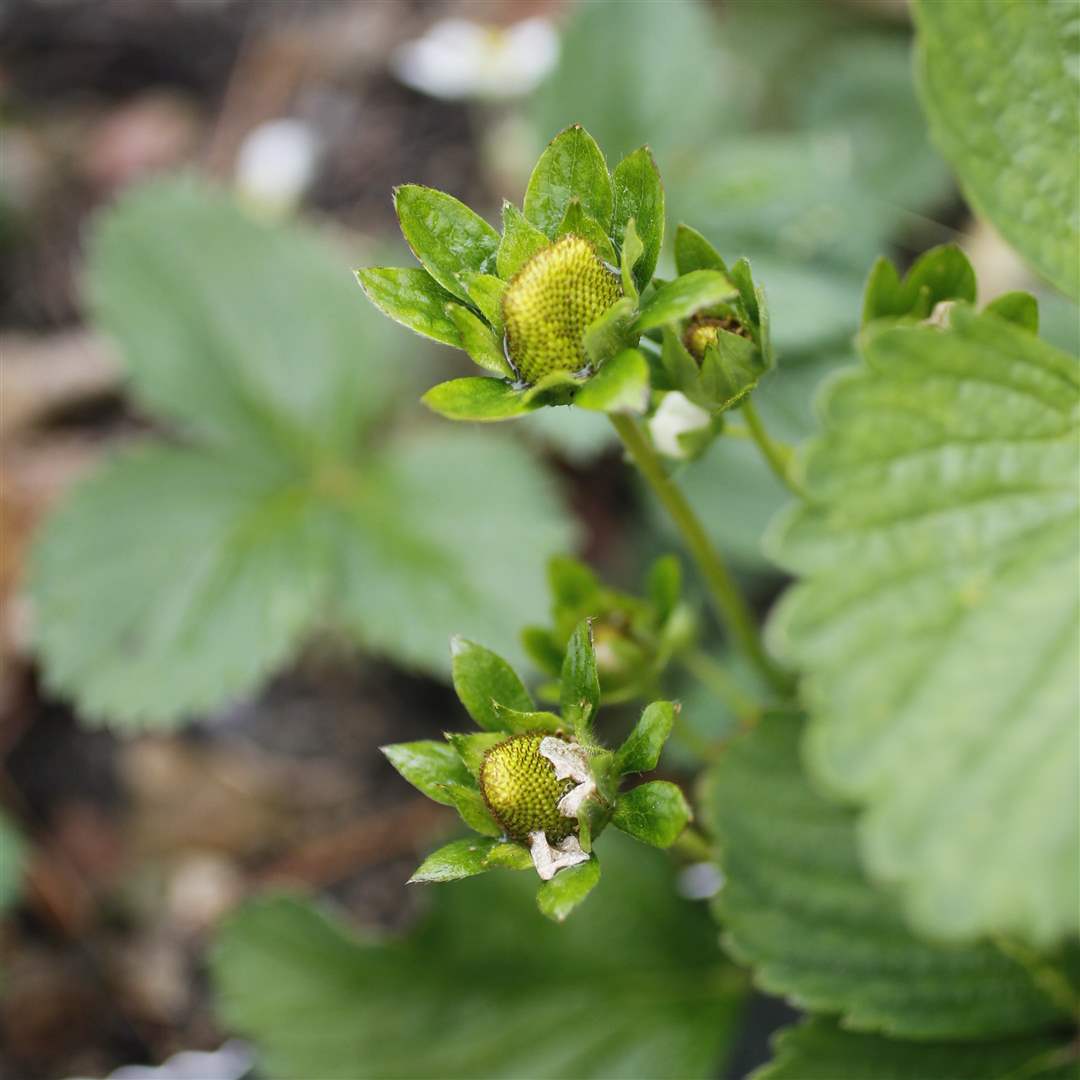 strawberries-grow-rivera-garden