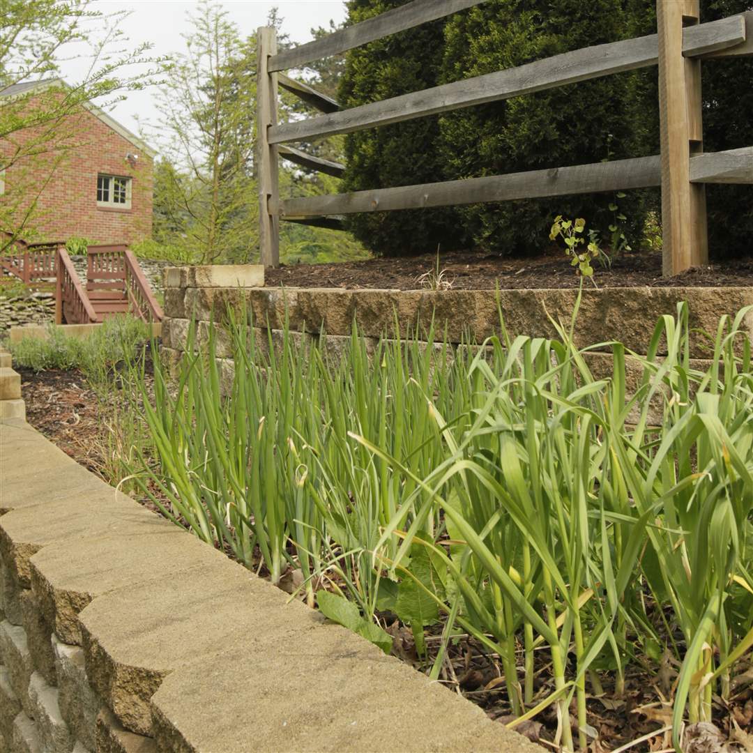 asparagus-rivera-garden