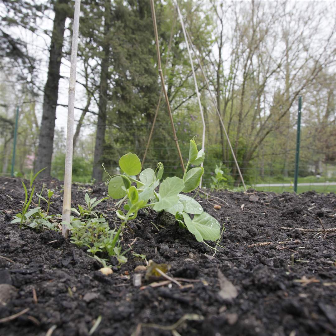snow-peas-rivera-garden