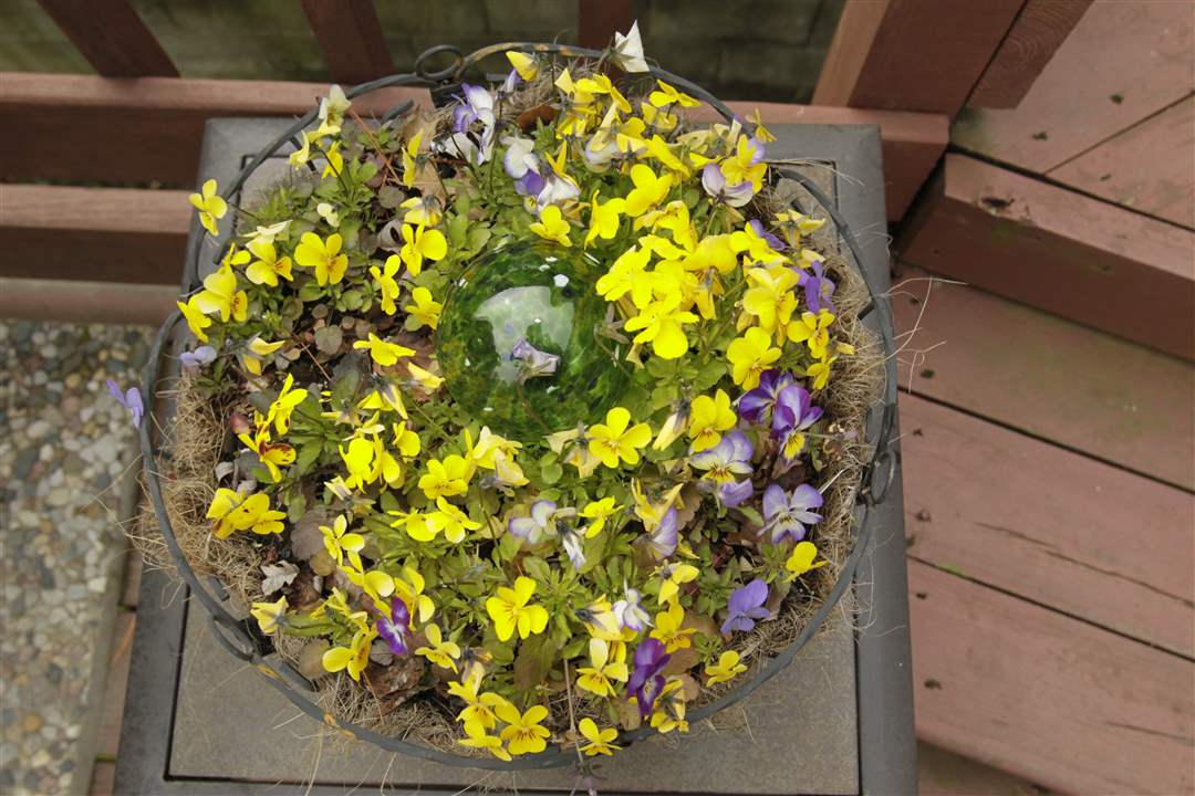 Violas-rivera-garden