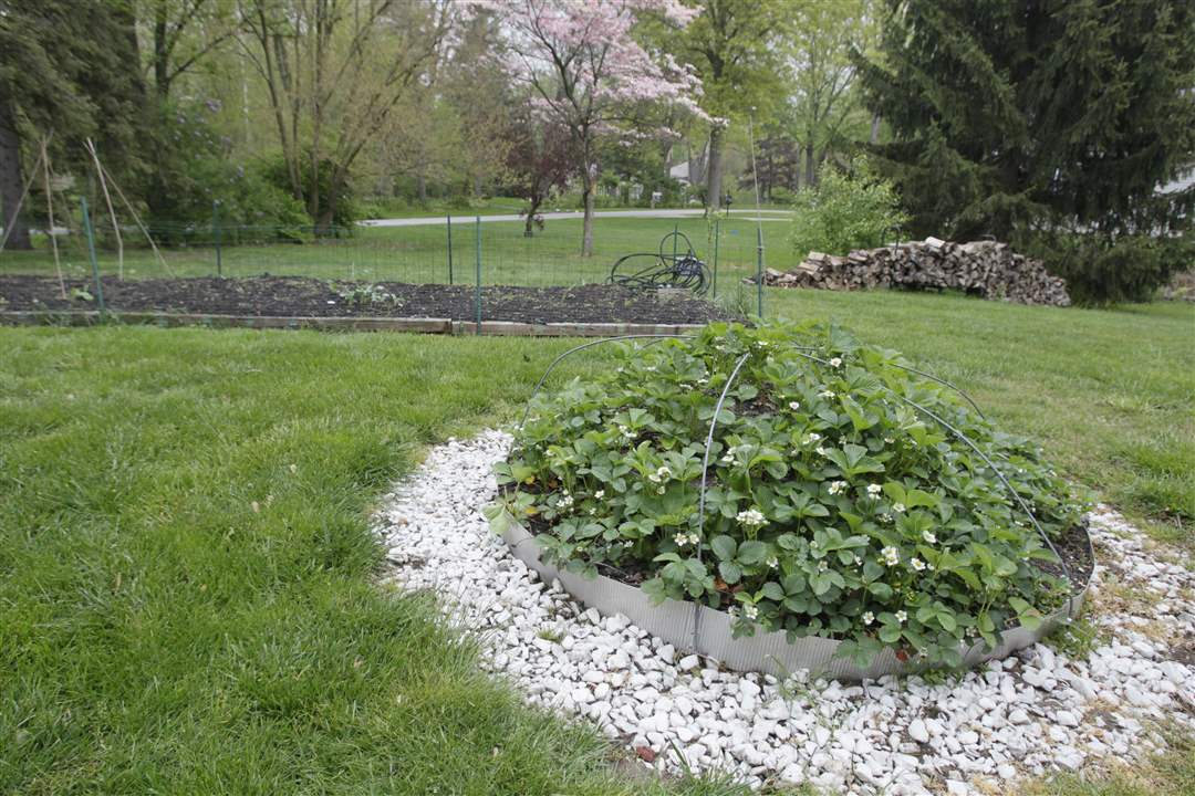strawberries-rivera-garden