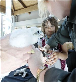 One of four peregrine falcon chicks is introduced to a large crowd of county employees and other residents in Bowling Green.