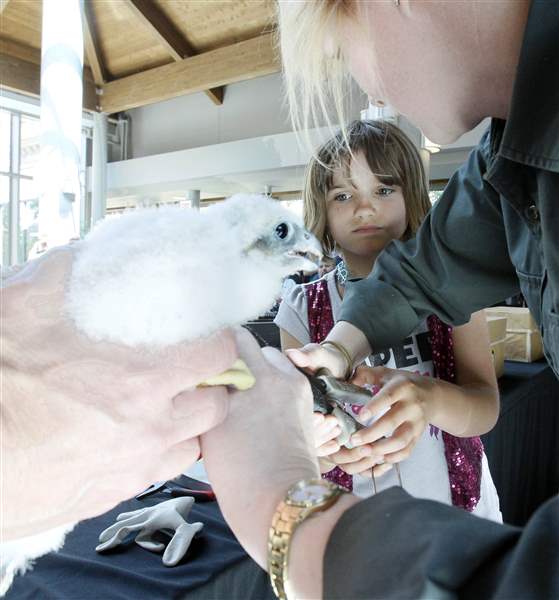 One-of-four-peregrine-falcon-chicks