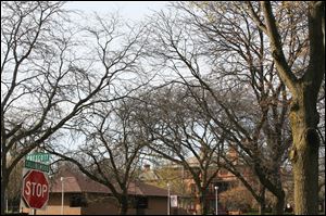 The trees, mostly honey locusts, are to be removed and replaced along part of Collingwood Boulevard. City officials say excavation for a drainage-improvement project this year will inflict serious damage on the trees’ roots.