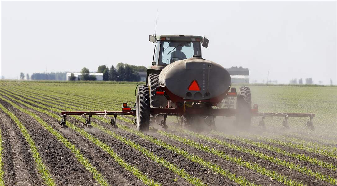 soybean-crops