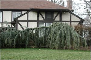 A weeping larch Scarsdale, NY.