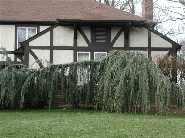 Weeping trees can add interest to a yard | The Blade