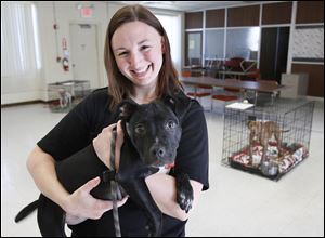 Laura Simmons, pound operations manager at the Lucas County Dog Warden's Office, holds Harriet, a 4-month-old 'pit bull'-type dog that is up for adoption.