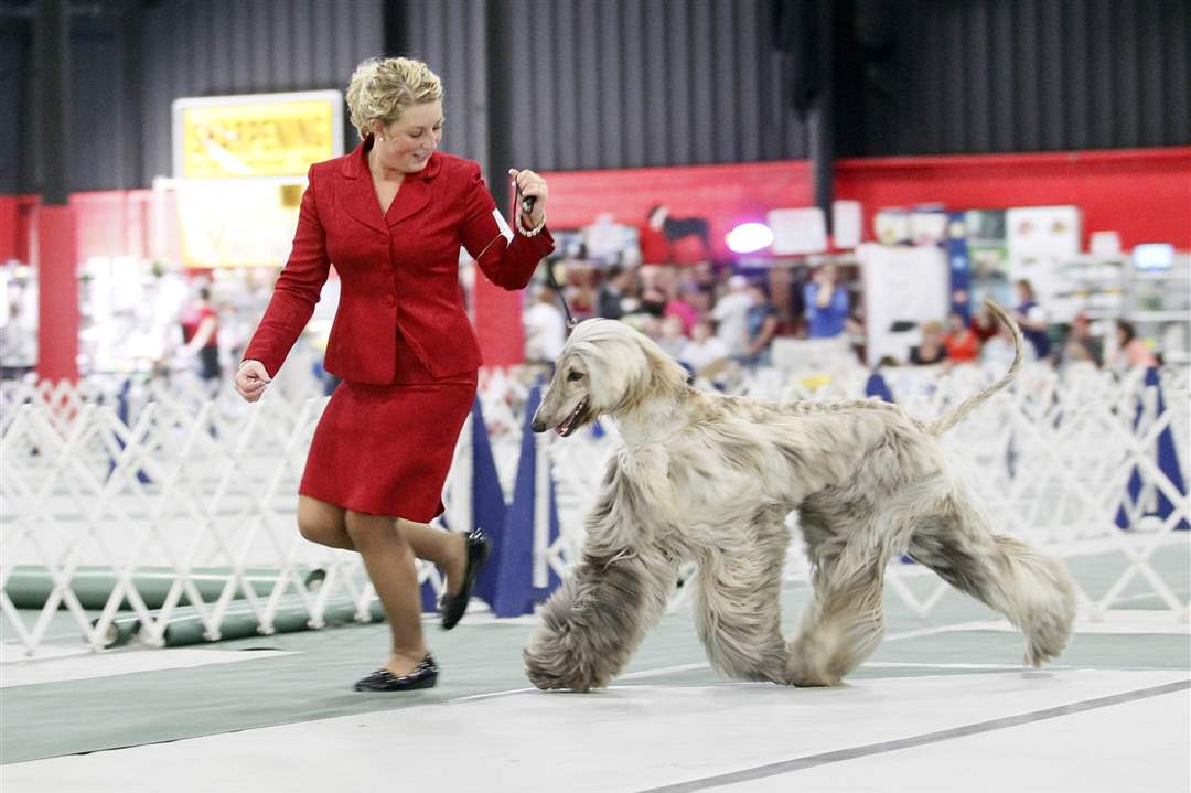 Kuhn-dog-show