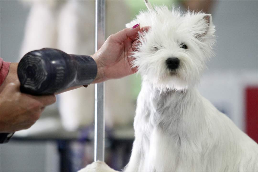 davidson-kennel-dog-shopw
