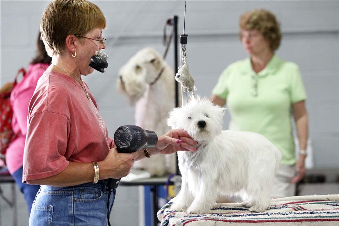 walker-blow-dries-dog