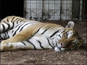 Private acquisition or transfer of animals such as this tiger at Stump Hill Farm in Massillon, Ohio, would be prohibited under the law. Current owners may keep animals if they comply with new rules.
