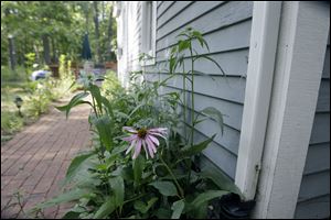 Purple conflower along the side of the house. Jon Cross is restoring eight acres to native Oak Openings species of plants at his home in Whitehouse, Ohio.