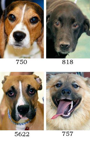 pet adoption