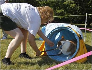 Valerie Adamski tries to coax Simon out of the agility course tunnel at the MetroBarks Fesitval. The event was among several at Secor Metropark on Saturday.