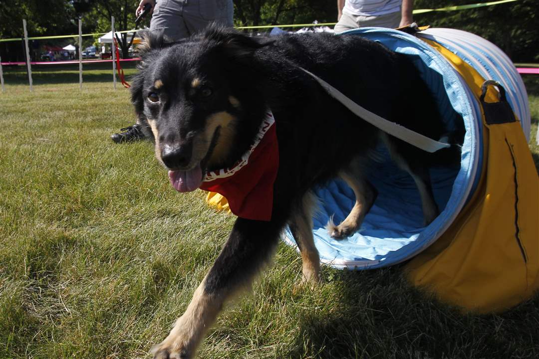 metrobarks-coda