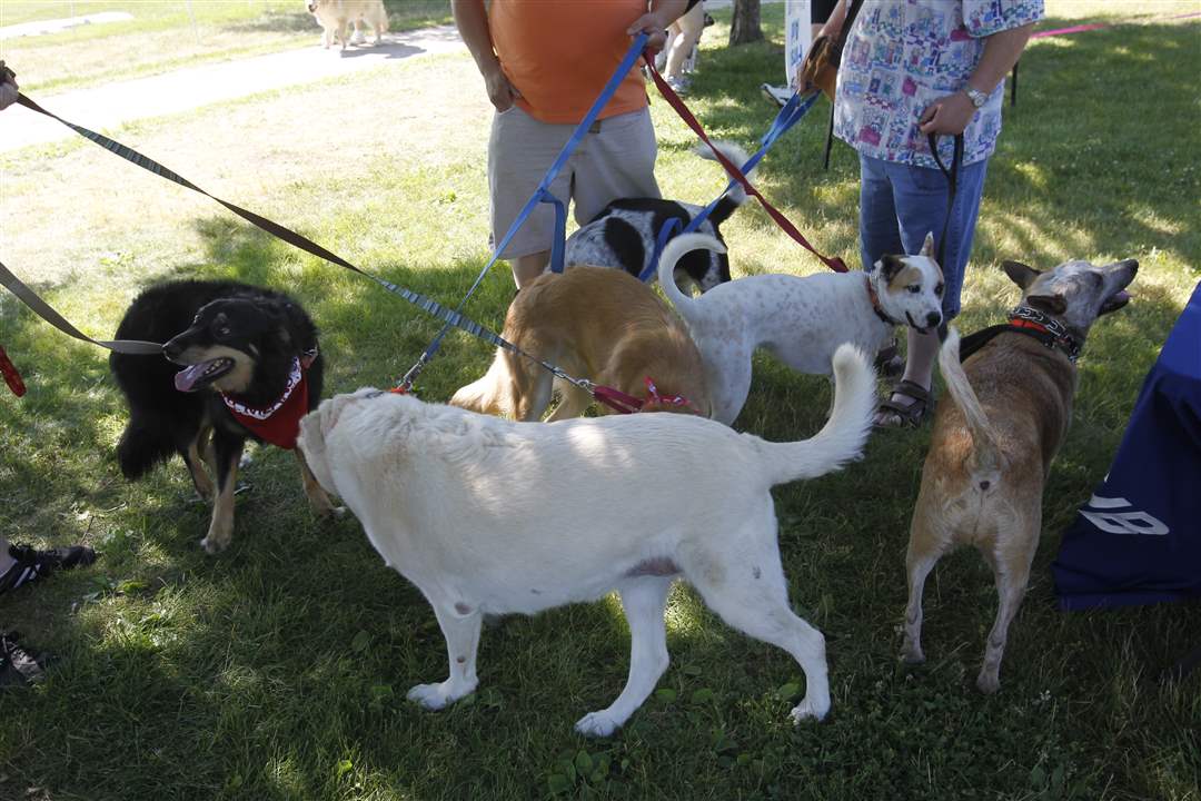 metrobarks-dogs-mingle