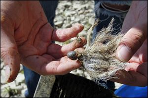 Old lures made of lead are removed from the Maumee River. The toxic lead is dangerous to fish and other wildlife.