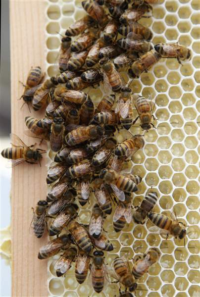 Bees-cause-buzz-at-storied-New-York-hotel
