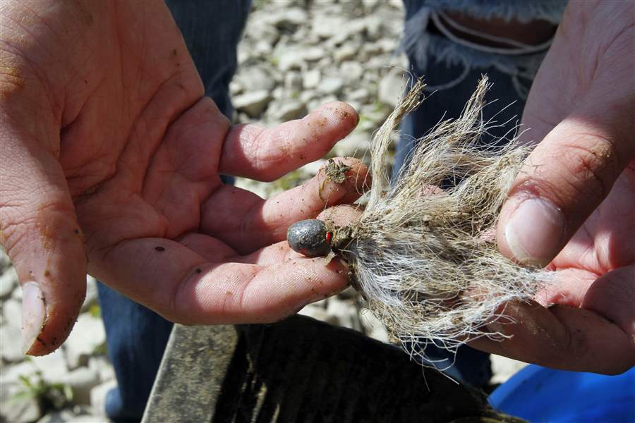 Old-lures-made-of-lead-are-removed-from-the-Maumee-River