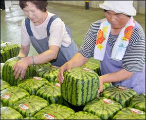Japan Agricultural Cooperation Kagawa employees arrange cubic watermelons to be shipped in Zentsuji city, Kagawa Prefecture, western Japan, Wednesday.
