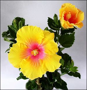 Pair tiki lights with Bahama Bay Enlightenment Tropical Hibiscus for a festive garden party.