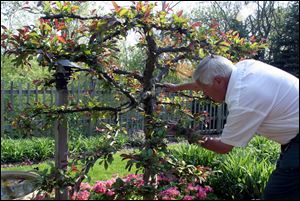 Ken Pauken works in his South Toledo garden.