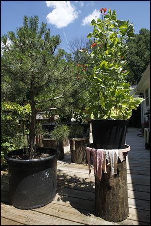 Plants thrive in containers.