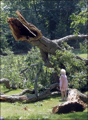 Irene Phipps was watching from her kitchen when a tree toppled in her Catawba Island yard.