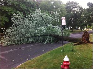 A tree lies across the road in the 2500 block of Cheltenham Road, just south of Kenwood Blvd. in the Old Orchard neighborhood of West Toledo.