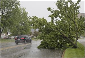 A partially uprooted tree blocks a lane on Executive Parkway in Toledo. High winds during a thunderstorm have littered the Westgate area of Toledo with branches and wind blown debris.