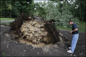 Brian Tatkowski studies the large tree that toppled into his  driveway on Heysler Road in Toledo.